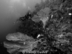 Shark and Yolanda reef.Taking video of Giand Gorgonians by Ioannis Davios 